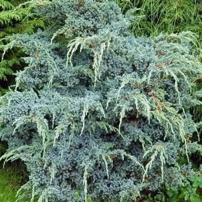 Можжевельник БЛЮ АЛЬПС китайский  в Мозыре