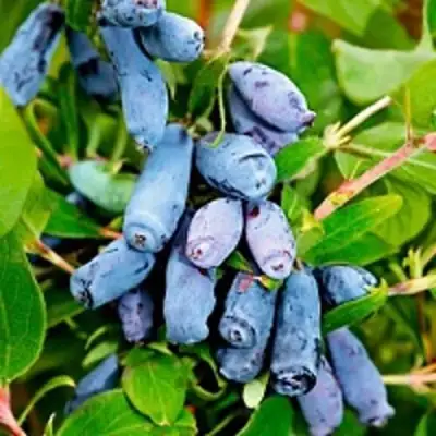 Жимолость съедобная БАКЧАРСКИЙ ВЕЛИКАН в Мозыре