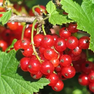 Смородина красная РАЧКОВСКАЯ в Мозыре