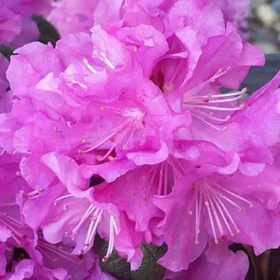 Рододендрон П.Ж.М. ЭЛИТ в Мозыре