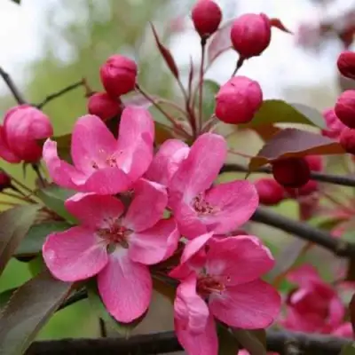 Яблоня РУДОЛЬФ декоративная  в Мозыре