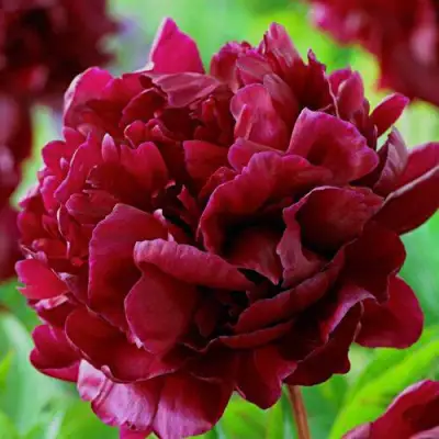 Пион АРМАНИ травянистый в Мозыре