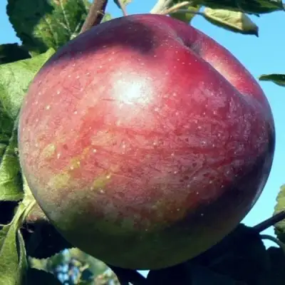 Яблоня АЛЕСЯ в Мозыре