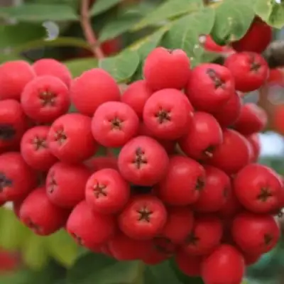 Рябина АЛАЯ КРУПНАЯ сладкоплодная в Мозыре