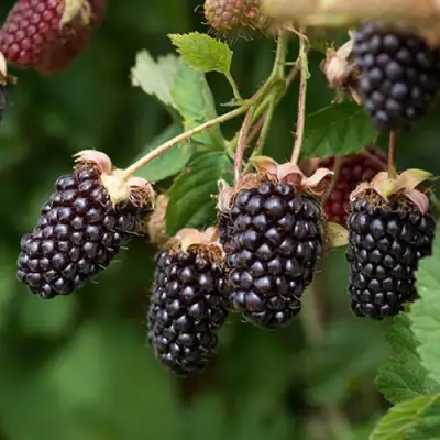 Ежемалина БОЙСЕНБЕРРИ в Мозыре