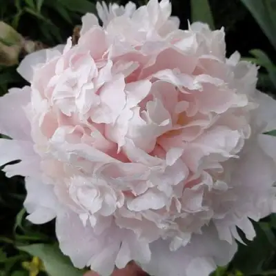 Пион ШИФОН ПАРФЕ травянистый в Мозыре