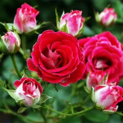 Роза ШОНЕ КОБЛЕНЦЕРИН флорибунда в Мозыре