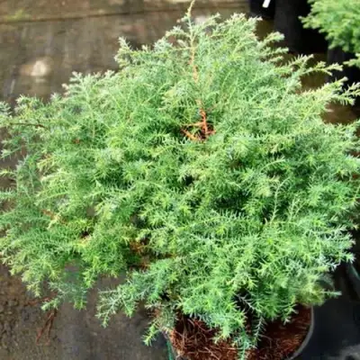 Кипарисовик СКВАРРОЗА горохоплодный в Мозыре