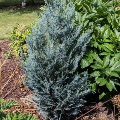 Кипарисовик ДАРТС БЛЮ РИББОН лавсона в Мозыре