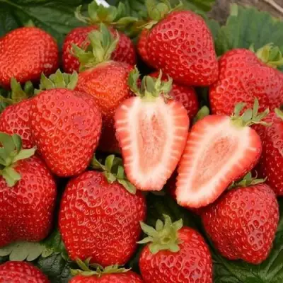 Клубника ФЛОРЕНС в Мозыре