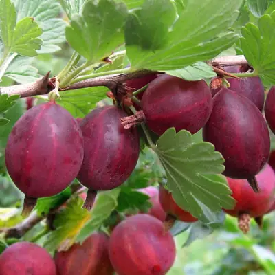 Крыжовник ХИННОМАКИ РОТ в Мозыре