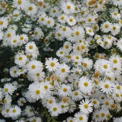 Болтония СНОУБЭНК в Мозыре