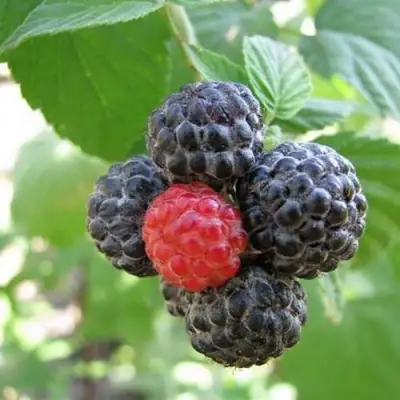 Малина КУМБЕРЛЕНД в Мозыре