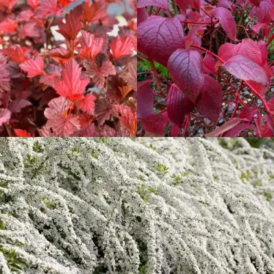 Комплект ЖИВАЯ ИЗГОРОДЬ в Мозыре