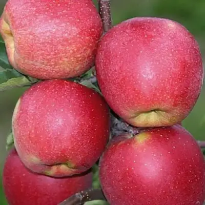 Яблоня ЧЕМПИОН в Мозыре