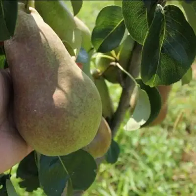 Груша БРЯНСКАЯ КРАСАВИЦА в Мозыре