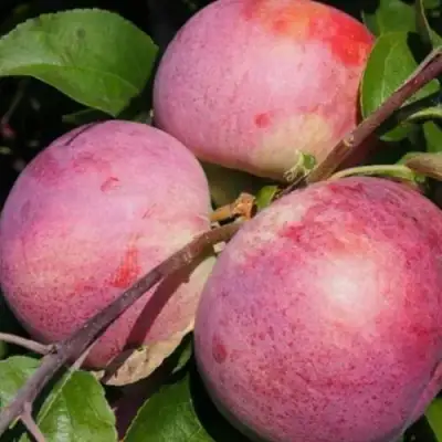 Яблоня БЕЛОРУССКОЕ МАЛИНОВОЕ в Мозыре