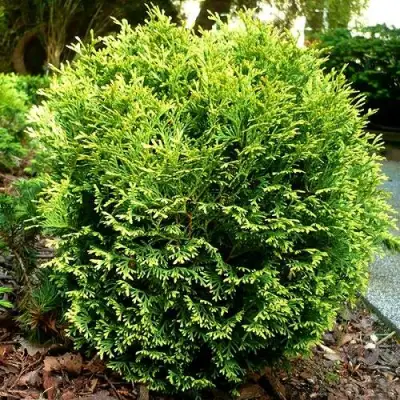 Туя ВОТЕРФИЛД западная в Мозыре