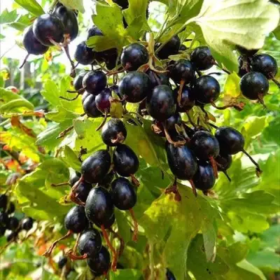 Смородина золотистая ОВАЛЬНАЯ в Мозыре