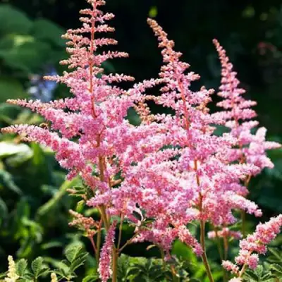 Астильба ЭДЕНС ОДИССЕЙ Арендса в Мозыре