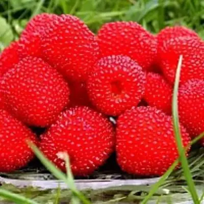 Малина ТИБЕТСКАЯ (РОЗОЛИСТНАЯ) в Мозыре