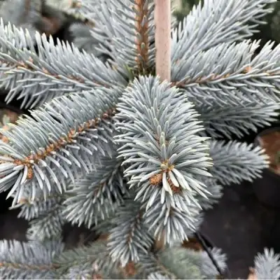 Ель РОЯЛ БЛЮ колючая  в Мозыре