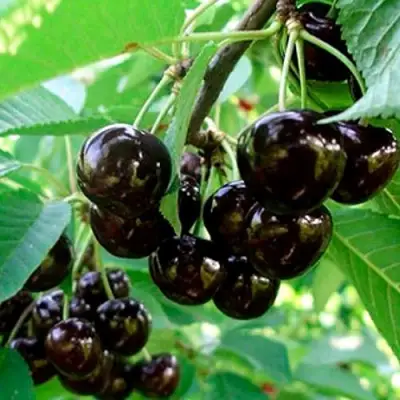 Черешня МУСКАТНАЯ в Мозыре