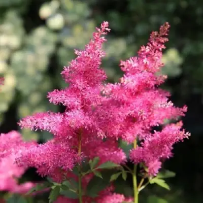 Астильба САННИ ДЕЙ гибридная в Мозыре