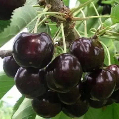 Вишня РОССОШАНСКАЯ ЧЕРНАЯ в Мозыре