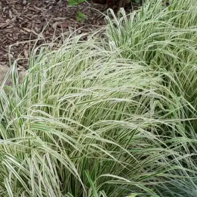 Вейник ОВЕРДАМ остроцветковый в Мозыре