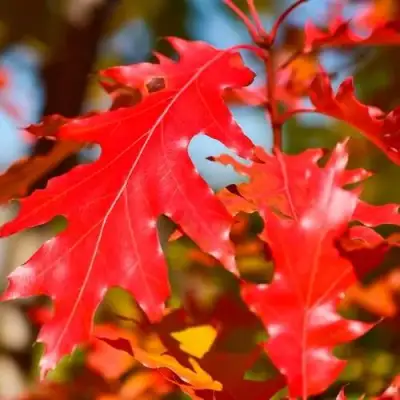 Дуб красный в Мозыре