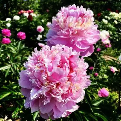 Пион ЛАВОН травянистый в Мозыре