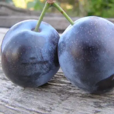 Слива БЛЮФРИ в Мозыре