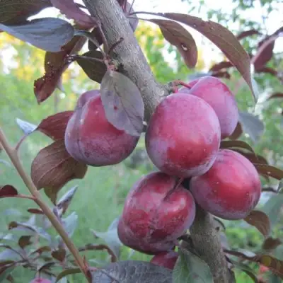 Слива ЛАМА в Мозыре