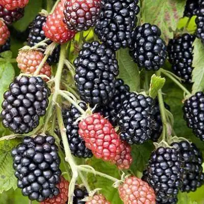 Ежевика НАВАХО бесшипная  в Мозыре