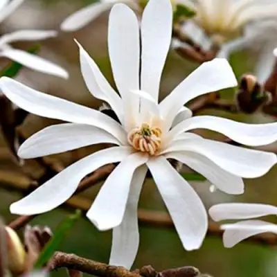 Магнолия СТЕЛЛАТА в Мозыре