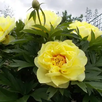 Пион БАРЦЕЛЛА (БАРТЗЕЛЛА) ито-гибрид в Мозыре