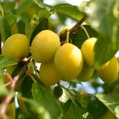 Слива ОЧАКОВСКАЯ ЖЕЛТАЯ в Мозыре