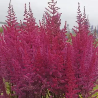 Астильба МАЙТИ ЧОКОЛАТ ЧЕРРИ китайская в Мозыре