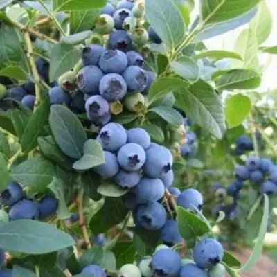 Голубика ЭЛЛИОТ в Мозыре