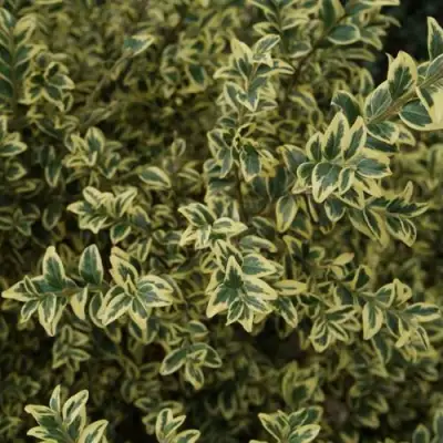 Самшит АУРЕАВАРИЕГАТА в Мозыре