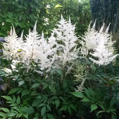 Астильба БРАУТШЛЕЙЕР Арендса в Мозыре