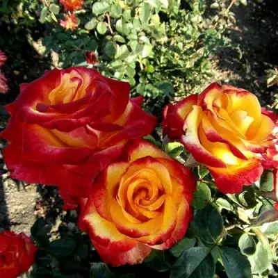 Роза ХАЙ МЭДЖИК чайно-гибридная в Мозыре