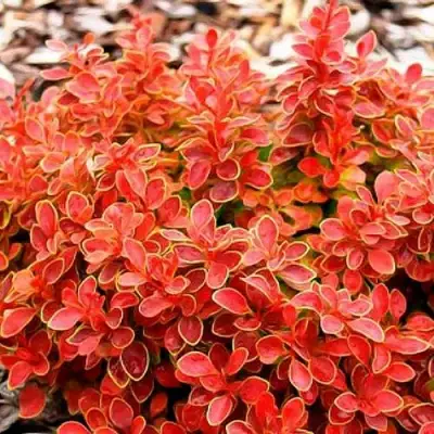 Барбарис КОРАЛ тунберга в Мозыре