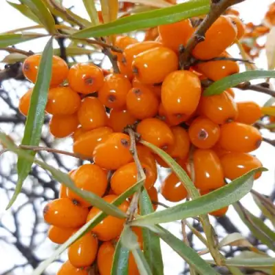 Облепиха КОСТЕР в Мозыре