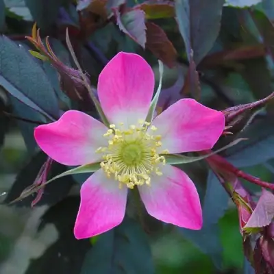 Роза сизая в Мозыре