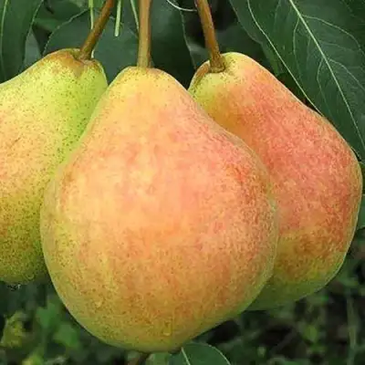 Груша ЛЮБИМИЦА ЯКОВЛЕВА в Мозыре