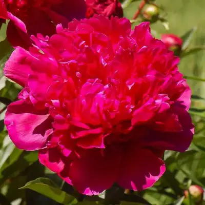 Пион БИГ БЕН травянистый в Мозыре