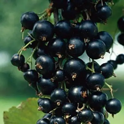 Смородина чёрная ВЕЛОЙ (ЛЕНИНГРАДСКАЯ СЛАДКАЯ) в Мозыре