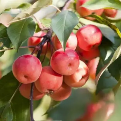 Яблоня Вишнеплодная